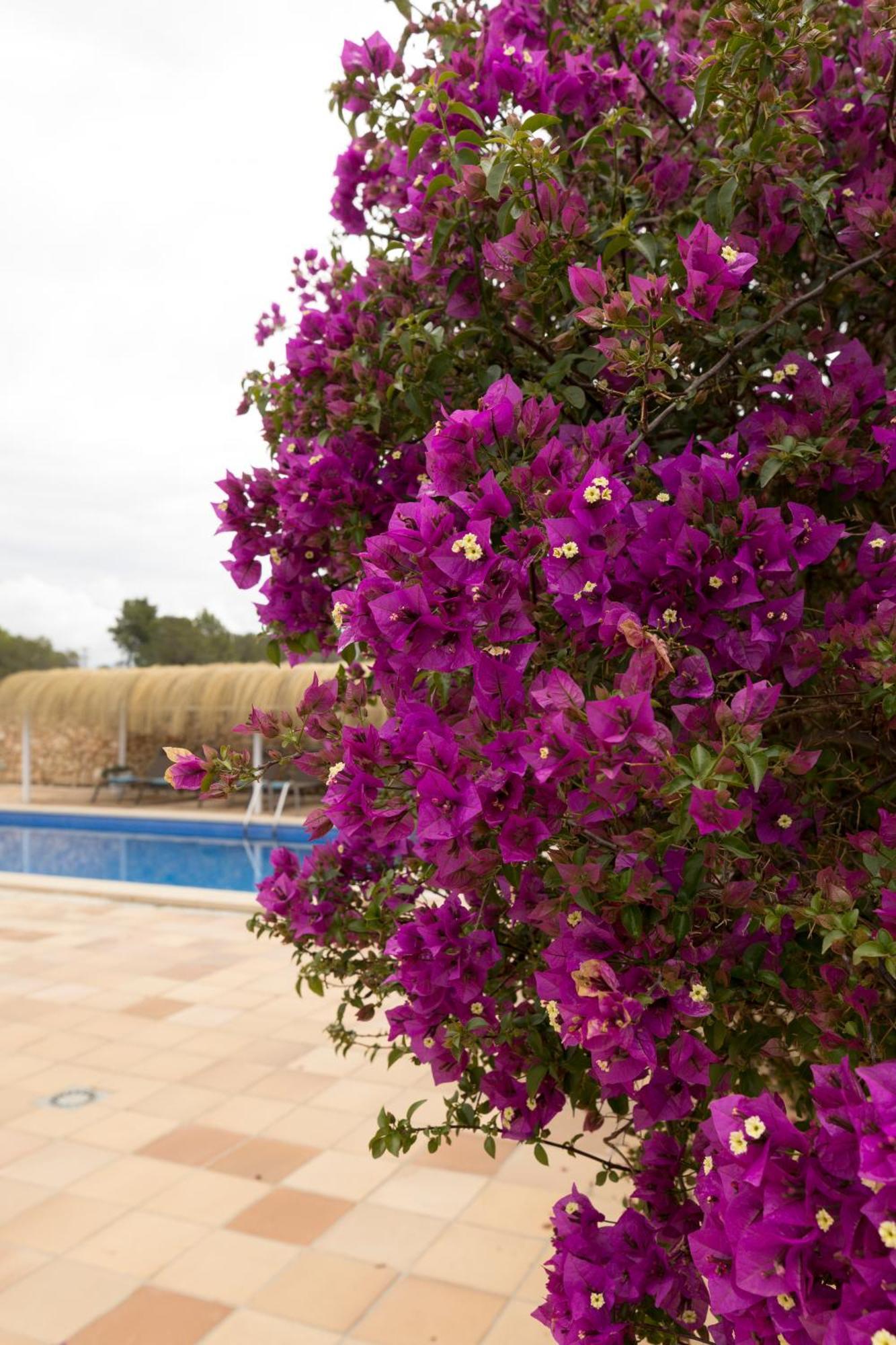 Villa Mestral Alcudia  Exterior photo